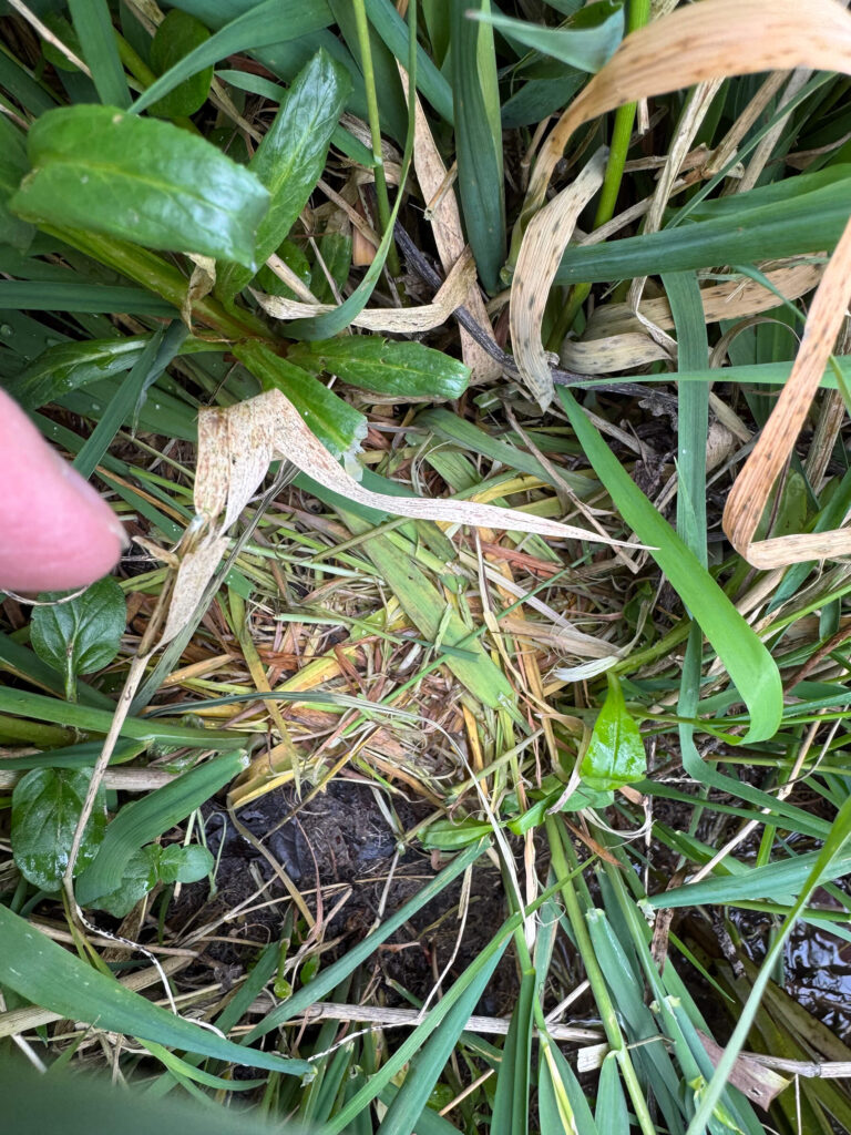 Water vole feeding station April 2025 mini