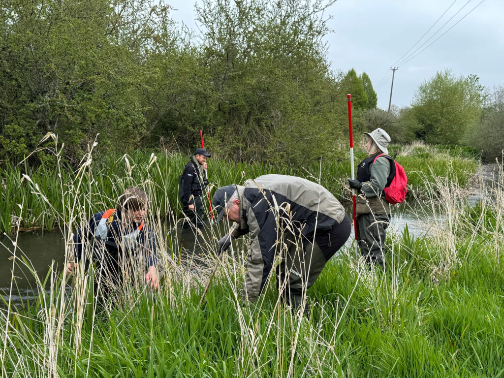 Water vole survey 2025 mini